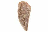 Serrated, Raptor Tooth - Real Dinosaur Tooth #235968-1